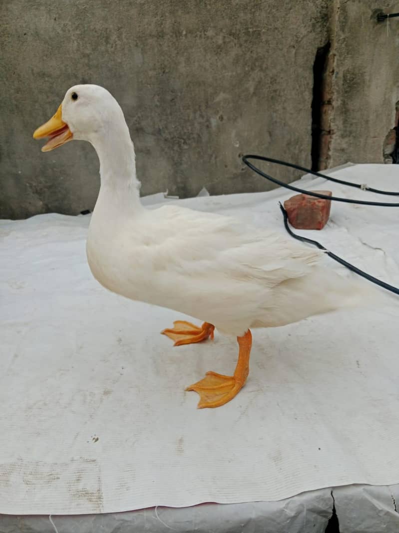 Ducks 4