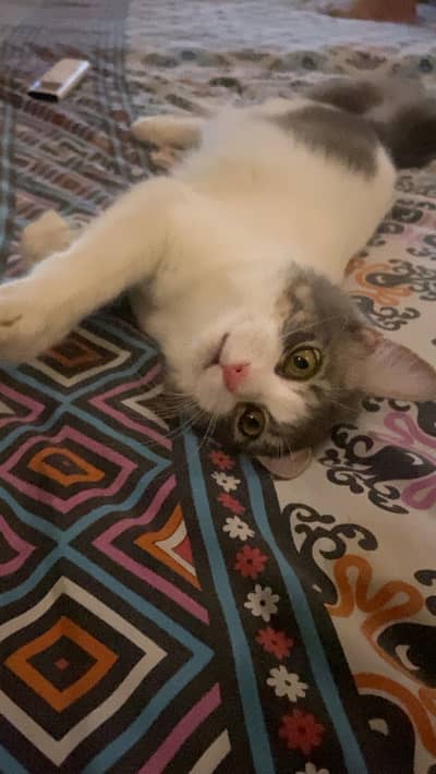 Punched face Persian Cat For sale