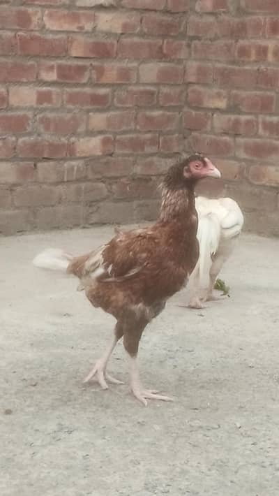 lucky Madi for sale ek uncha dragon fall sale