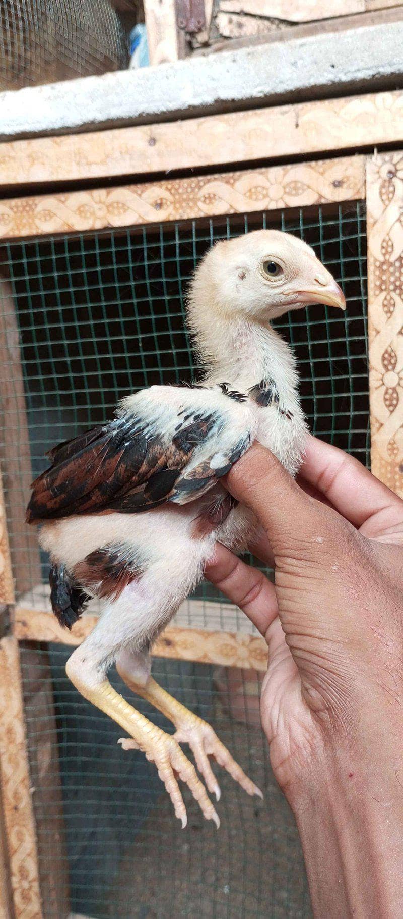 Aseel chicks 0