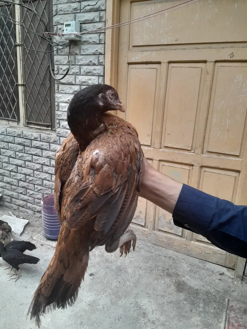 aseel murgi — photo 6