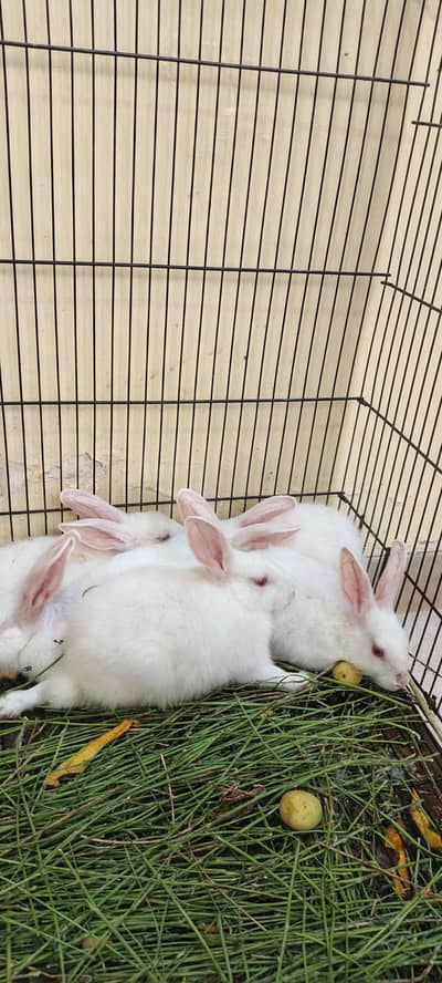 White New Zealand And White Angora Rabbits for Sale