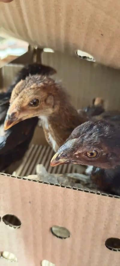 Aseel chicks