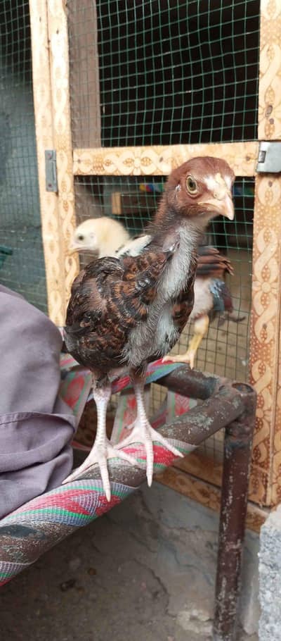 Aseel chicks