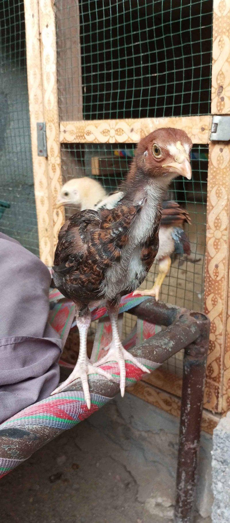 Aseel chicks 0