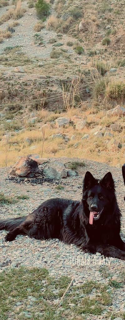 German Shepherd Triple Coat Breader