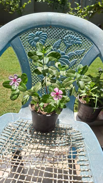plants with planter