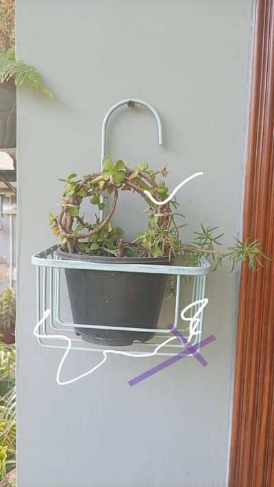 plants with planter