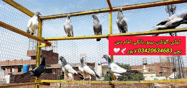 Teddy, Bankay, Hino, Imaam Deen, Golden