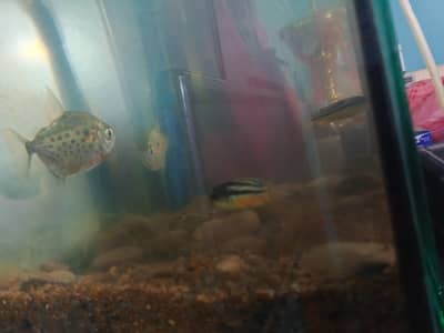 silver dollar fish pair