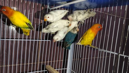 Lovebird Home bred For Sale