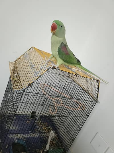 pahari kashmiri raw female ready to breed