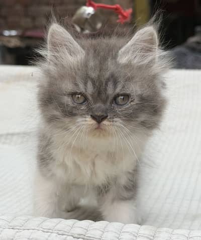 Punch Face Bicolour Persian Male Kitten