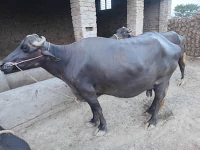 buffalo 8 months pregnant