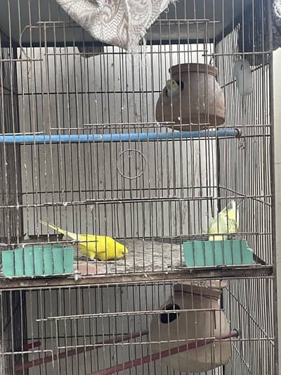 8 portions cage with adult pairs Cocktail & Budgie