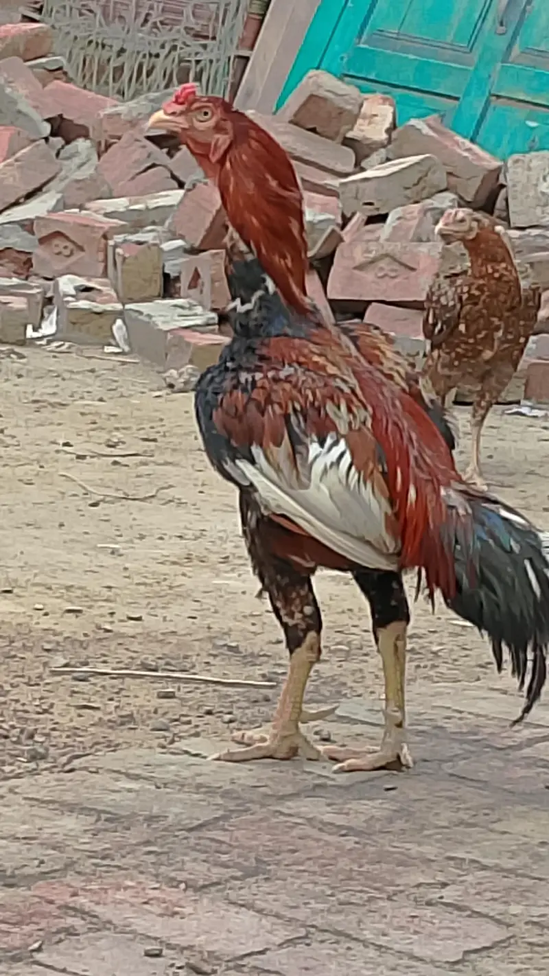 1 Aseel murga 5 Aseel murgian 1 Desi murgi 3 chozay Aseel for sale — photo 2