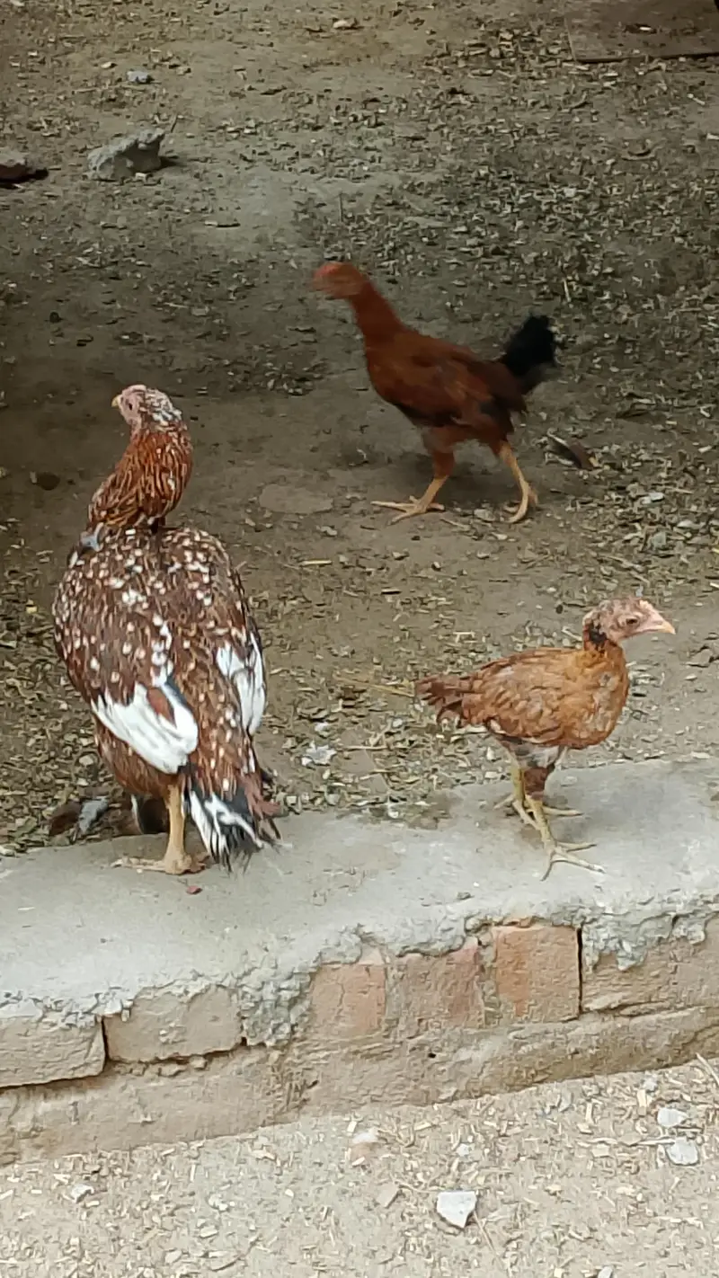 1 Aseel murga 5 Aseel murgian 1 Desi murgi 3 chozay Aseel for sale — photo 7