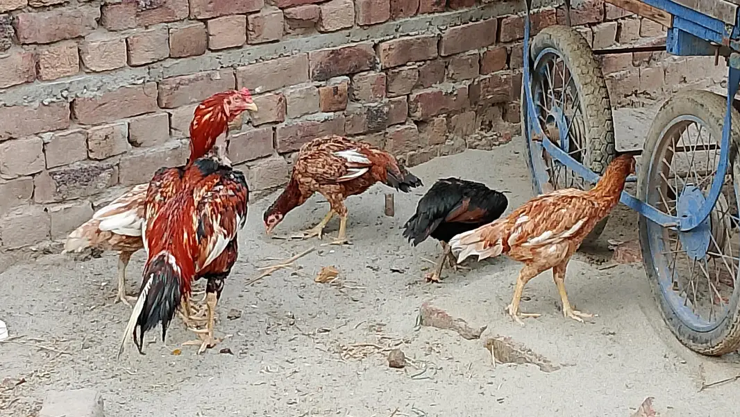 1 Aseel murga 5 Aseel murgian 1 Desi murgi 3 chozay Aseel for sale — photo 11