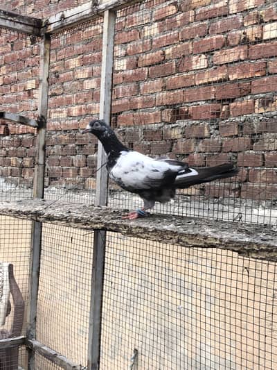 Pigeon for sale teddy pure high Parwazi