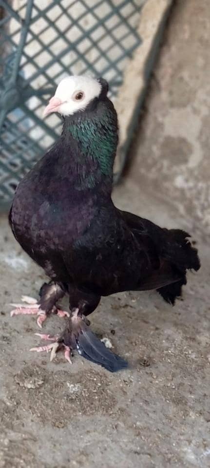 Fancy pigeons. 0