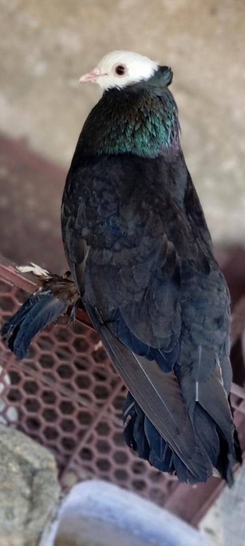 Fancy pigeons. 1