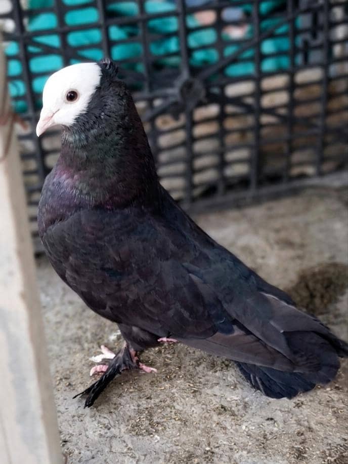 Fancy pigeons. 2