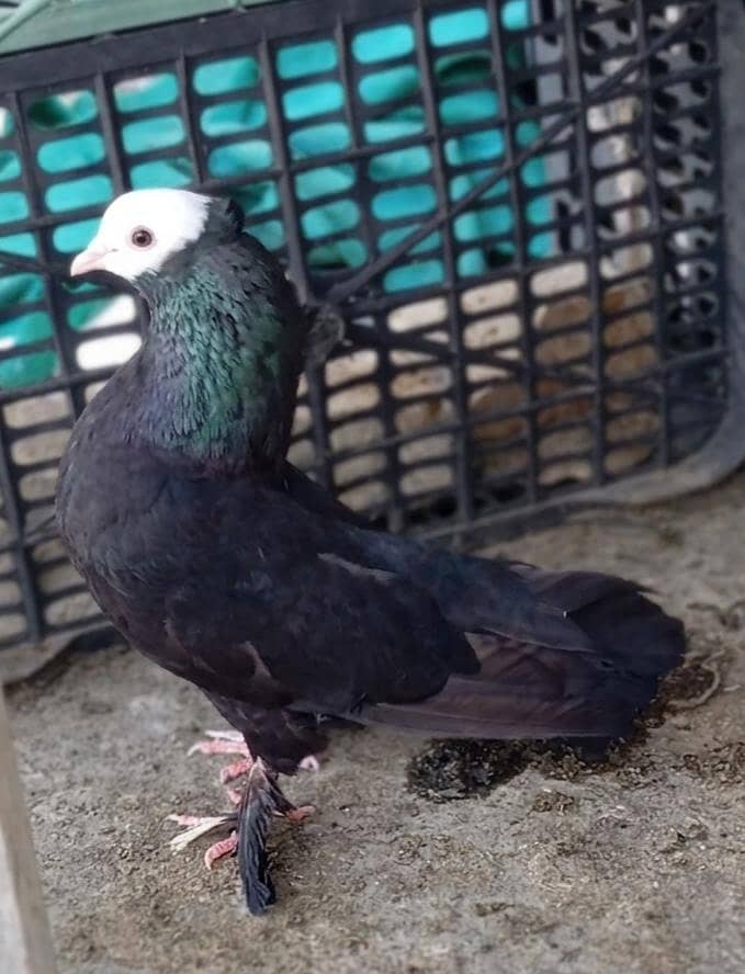 Fancy pigeons. 3