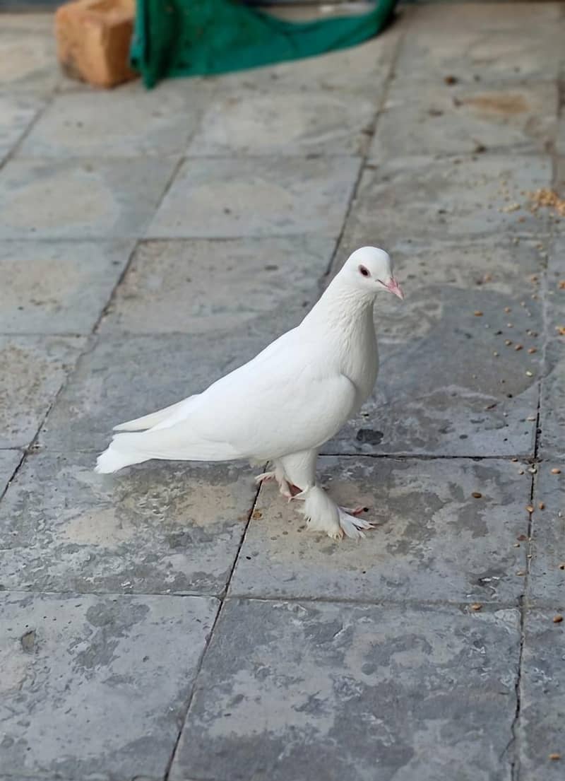 Fancy pigeons. 7