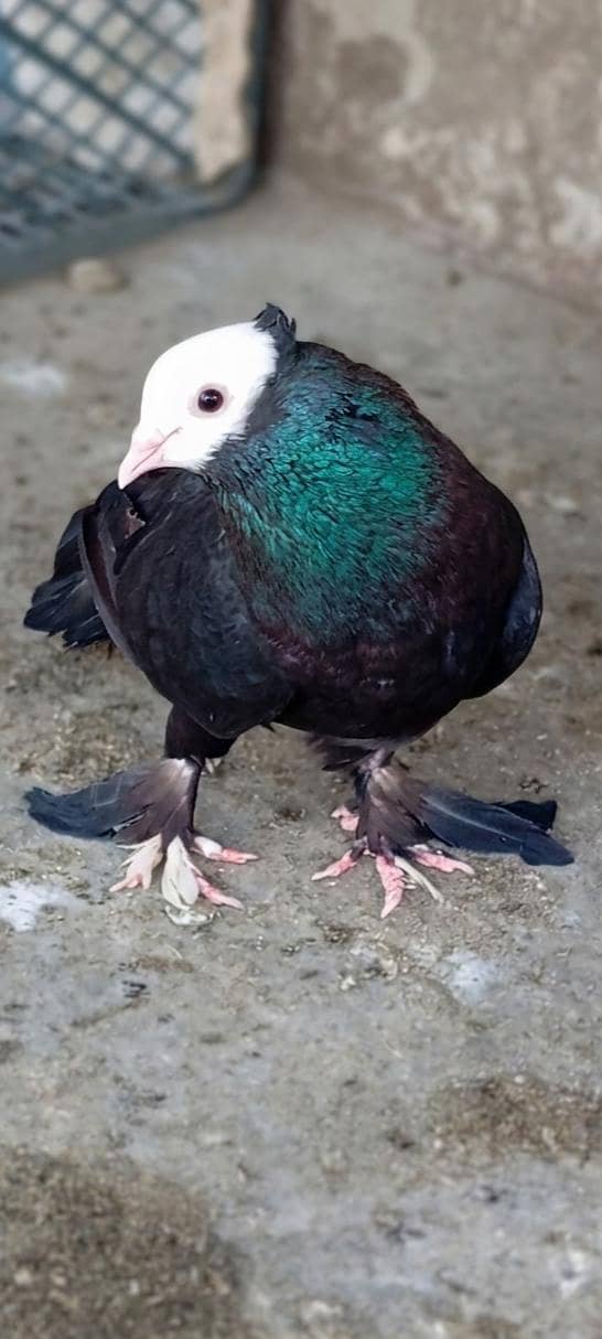 Fancy pigeons. 8