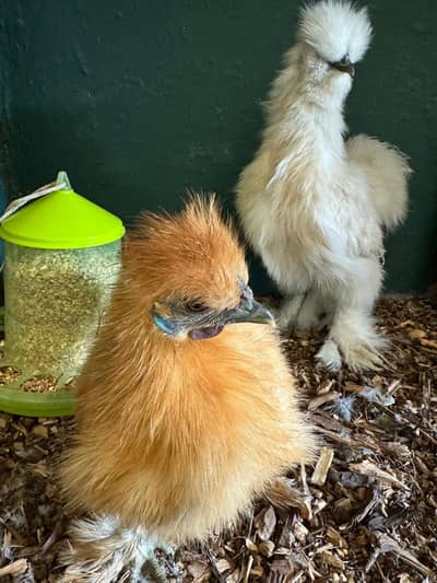 silkie eggs available. mardan,sheikh maltoon, peshawar