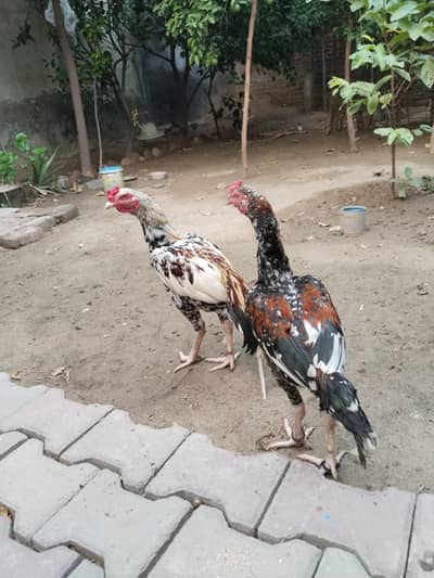 Aseel Murgah