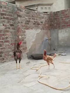 aseel Thai and desi hen
