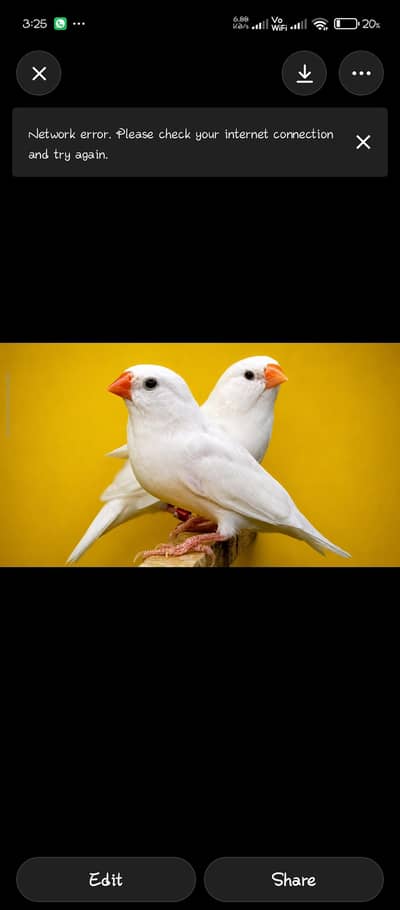 snow white | fawn java | cfw half orange breeder and ready to breed