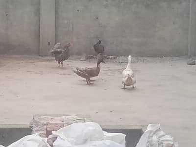 3 Full Healthy Ducks With Cage