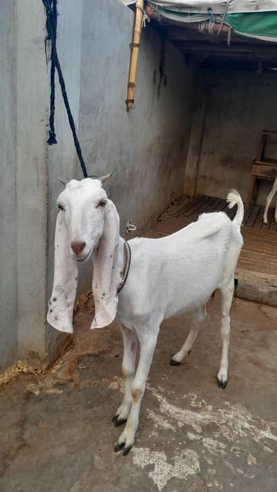 fresh 2 dant gaban bakri