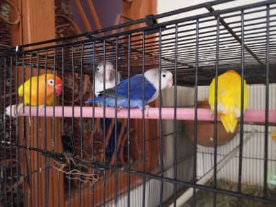 2 Pairs of love Bird.