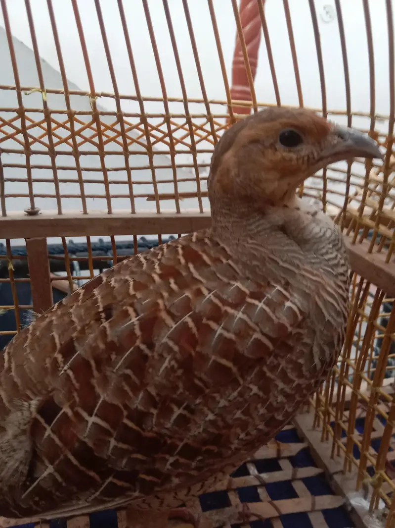 Irani dekhni teetar breader pair healthy and active — photo 2