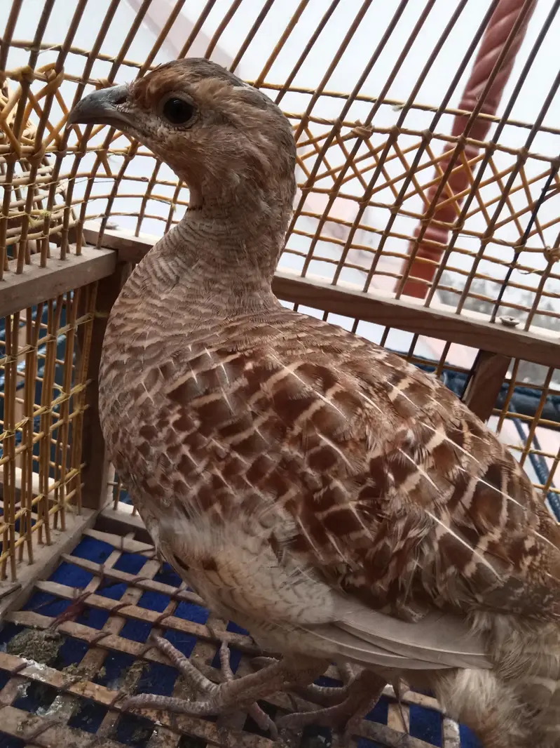 Irani dekhni teetar breader pair healthy and active — photo 3