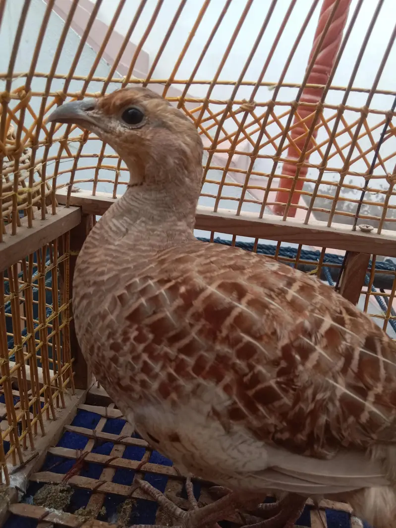 Irani dekhni teetar breader pair healthy and active — photo 4