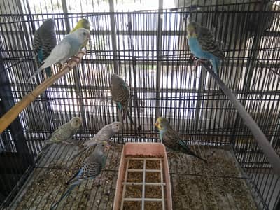 Australian Budgies For sale