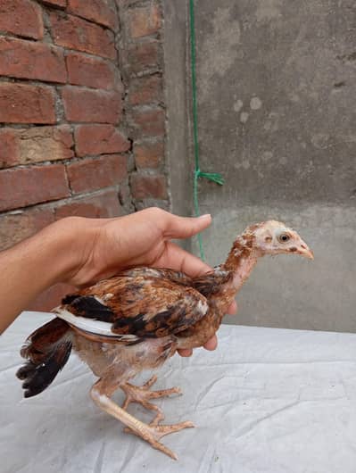 4 Aseel chuza For sale