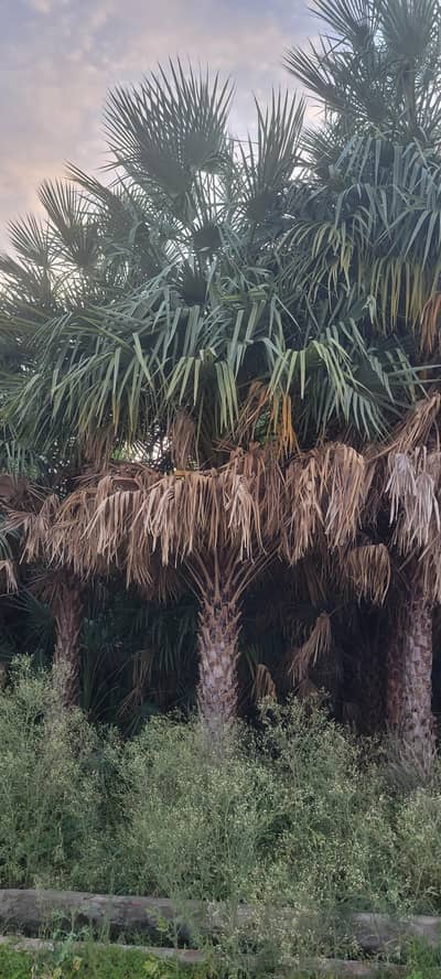 copernicia plant