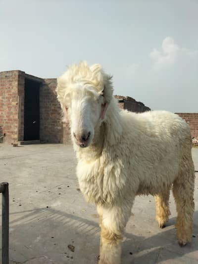 kakky mondray for sell