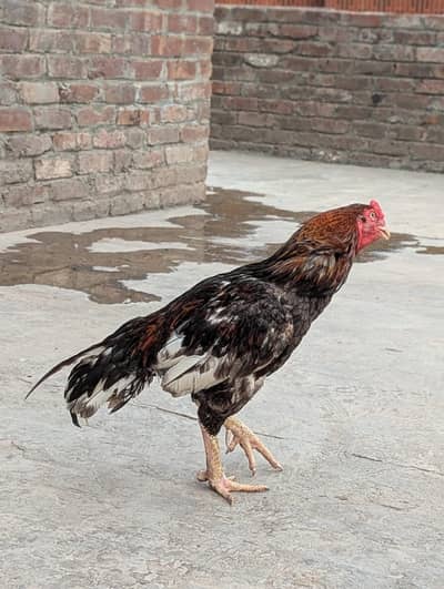 Aseel main wali pure heavy breeder weight 3k plus 03243071070