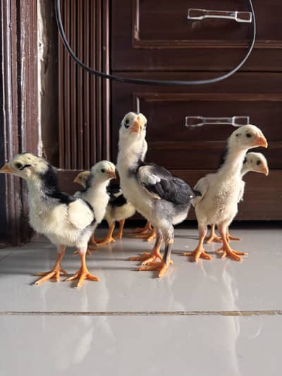 Quality shamo Chicks available