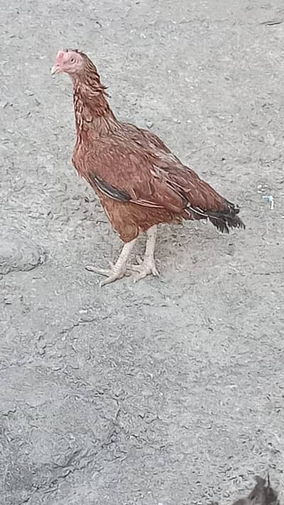 aseel hen
