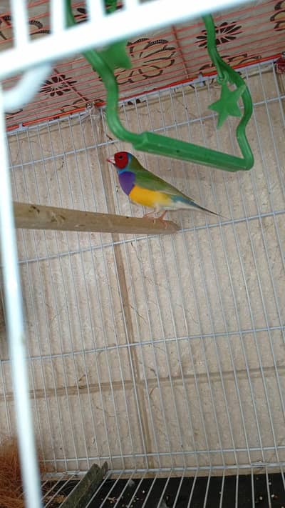 Exhibition gouldian split red eye