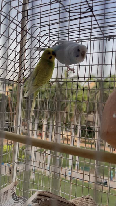 Australian parrots