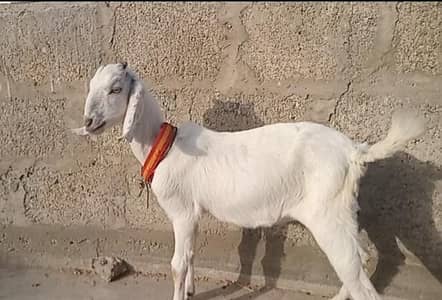 goat baby available 0/3/7/0/2/2/1/3/1/4/1