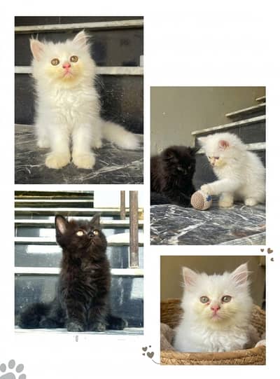 Premium Triple-Coated Punch-Face Persian Kittens 